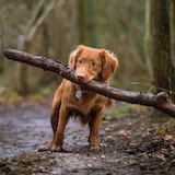 dog carrying a tree bark